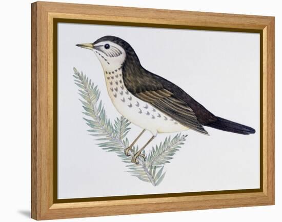 Naumann's Thrush (Turdus Naumanni), Turdidae-null-Framed Premier Image Canvas