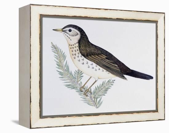 Naumann's Thrush (Turdus Naumanni), Turdidae-null-Framed Premier Image Canvas