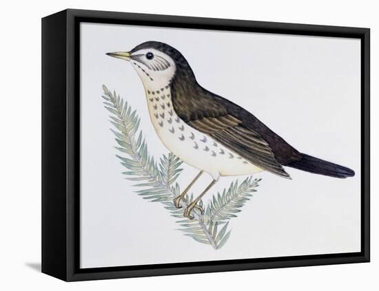 Naumann's Thrush (Turdus Naumanni), Turdidae-null-Framed Premier Image Canvas