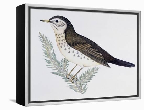 Naumann's Thrush (Turdus Naumanni), Turdidae-null-Framed Premier Image Canvas