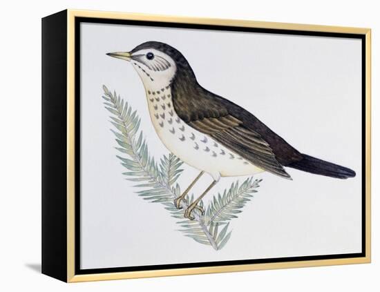 Naumann's Thrush (Turdus Naumanni), Turdidae-null-Framed Premier Image Canvas