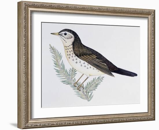 Naumann's Thrush (Turdus Naumanni), Turdidae-null-Framed Giclee Print