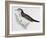 Naumann's Thrush (Turdus Naumanni), Turdidae-null-Framed Giclee Print