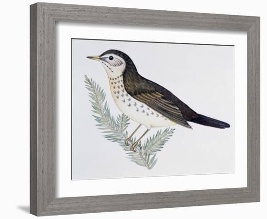 Naumann's Thrush (Turdus Naumanni), Turdidae-null-Framed Giclee Print