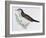 Naumann's Thrush (Turdus Naumanni), Turdidae-null-Framed Giclee Print