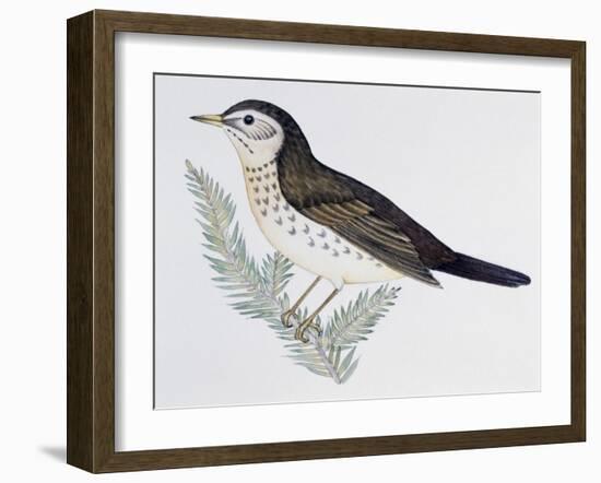 Naumann's Thrush (Turdus Naumanni), Turdidae-null-Framed Giclee Print