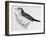 Naumann's Thrush (Turdus Naumanni), Turdidae-null-Framed Giclee Print