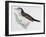 Naumann's Thrush (Turdus Naumanni), Turdidae-null-Framed Giclee Print