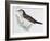 Naumann's Thrush (Turdus Naumanni), Turdidae-null-Framed Giclee Print