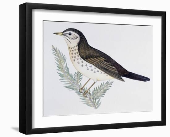 Naumann's Thrush (Turdus Naumanni), Turdidae-null-Framed Giclee Print