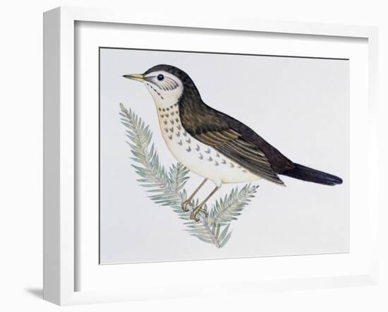 Naumann's Thrush (Turdus Naumanni), Turdidae-null-Framed Giclee Print