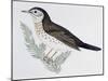 Naumann's Thrush (Turdus Naumanni), Turdidae-null-Mounted Giclee Print