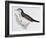 Naumann's Thrush (Turdus Naumanni), Turdidae-null-Framed Giclee Print