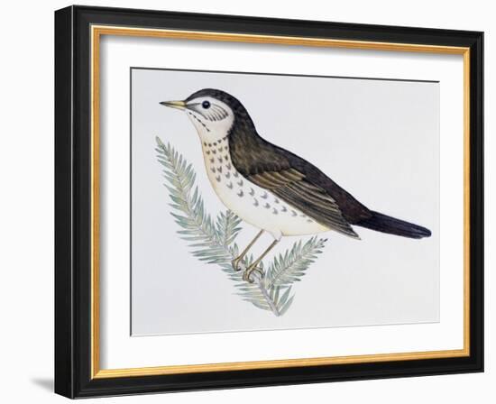 Naumann's Thrush (Turdus Naumanni), Turdidae-null-Framed Giclee Print