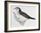 Naumann's Thrush (Turdus Naumanni), Turdidae-null-Framed Giclee Print