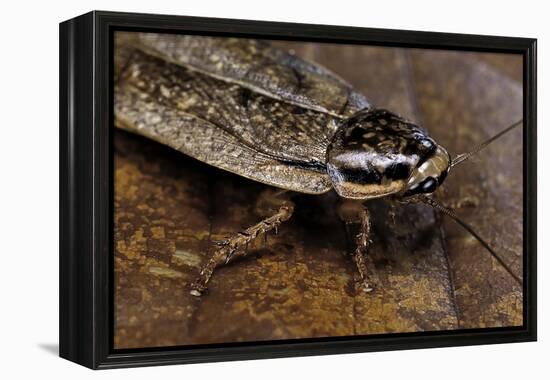 Nauphoeta Cinerea (Speckled Cockroach, Cinereous Cockroach, Lobster Cockroach)-Paul Starosta-Framed Premier Image Canvas