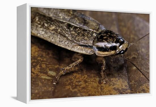 Nauphoeta Cinerea (Speckled Cockroach, Cinereous Cockroach, Lobster Cockroach)-Paul Starosta-Framed Premier Image Canvas