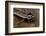 Nauphoeta Cinerea (Speckled Cockroach, Cinereous Cockroach, Lobster Cockroach)-Paul Starosta-Framed Photographic Print