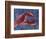 Nautical Lobster 1-Albert Koetsier-Framed Art Print