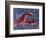 Nautical Lobster 1-Albert Koetsier-Framed Art Print