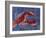 Nautical Lobster 1-Albert Koetsier-Framed Art Print