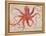 Nautical Octopus - Horizontal-Angela Staehling-Framed Stretched Canvas