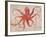 Nautical Octopus - Horizontal-Angela Staehling-Framed Premium Giclee Print