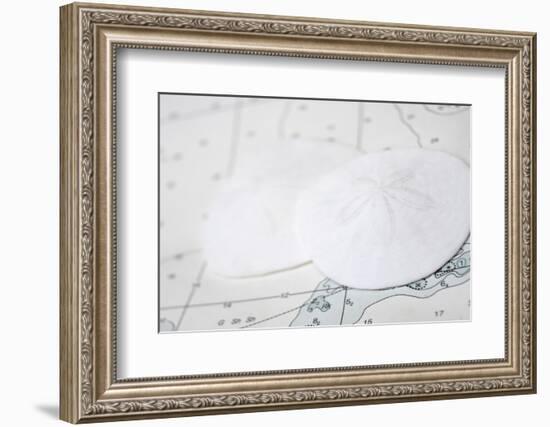 Nautical sand dollars-Savanah Plank-Framed Photo