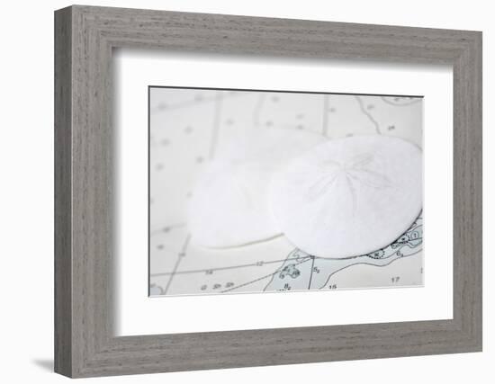 Nautical sand dollars-Savanah Plank-Framed Photo