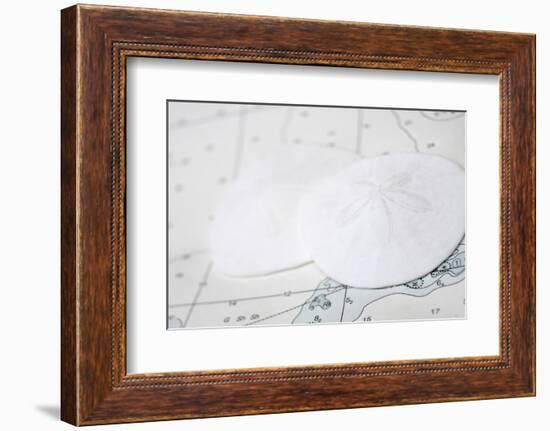 Nautical sand dollars-Savanah Plank-Framed Photo