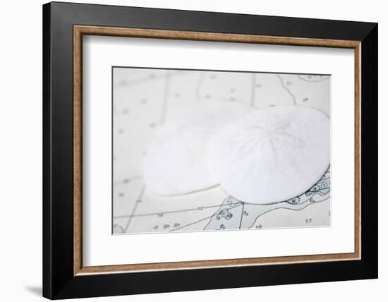 Nautical sand dollars-Savanah Plank-Framed Photo