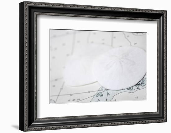 Nautical sand dollars-Savanah Plank-Framed Photo