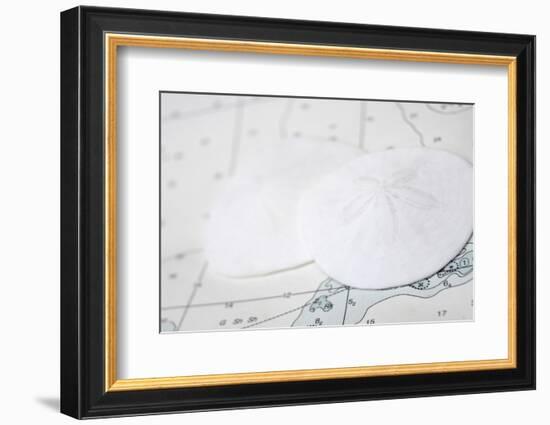 Nautical sand dollars-Savanah Plank-Framed Photo