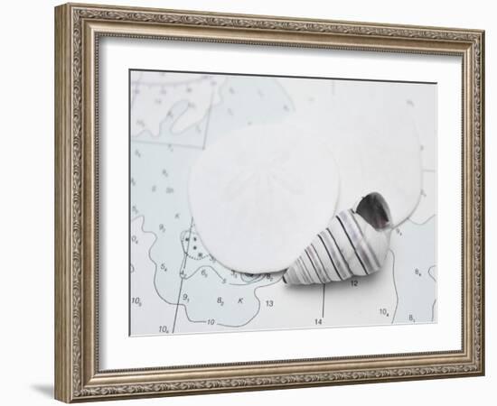 Nautical shell and sand dollar-Savanah Plank-Framed Photo