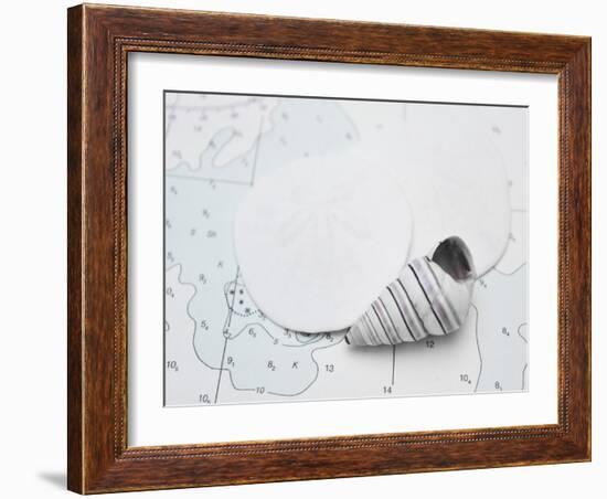 Nautical shell and sand dollar-Savanah Plank-Framed Photo