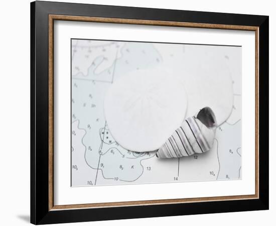 Nautical shell and sand dollar-Savanah Plank-Framed Photo