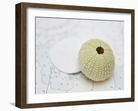 Nautical Urchin-Savanah Plank-Framed Photo