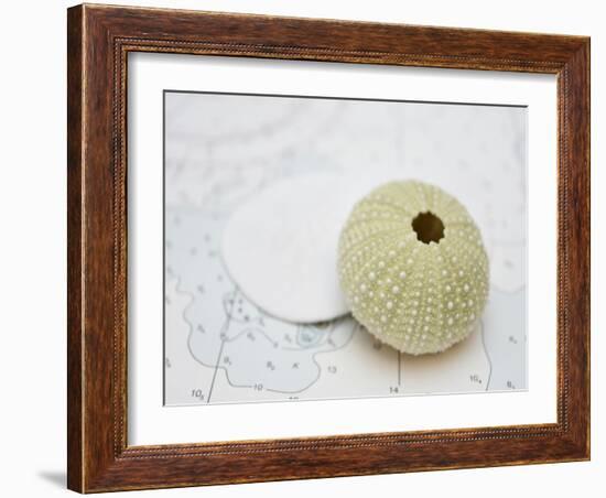 Nautical Urchin-Savanah Plank-Framed Photo