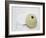 Nautical Urchin-Savanah Plank-Framed Photo