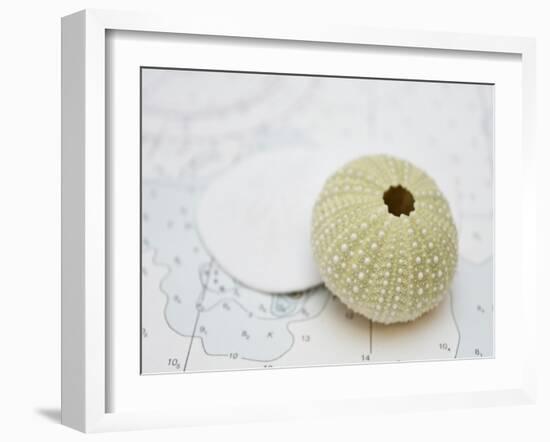 Nautical Urchin-Savanah Plank-Framed Photo