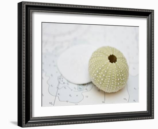 Nautical Urchin-Savanah Plank-Framed Photo