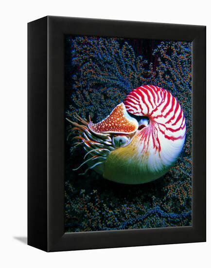 Nautilo (Nautilus Pompilius)-Andrea Ferrari-Framed Premier Image Canvas