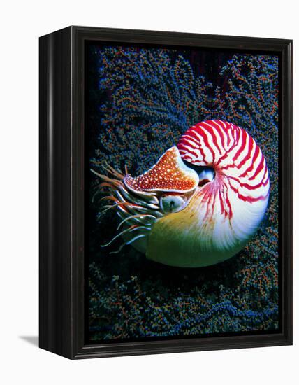 Nautilo (Nautilus Pompilius)-Andrea Ferrari-Framed Premier Image Canvas