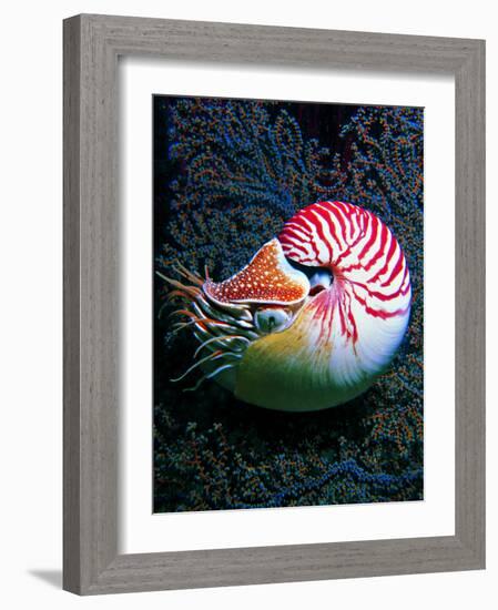 Nautilo (Nautilus Pompilius)-Andrea Ferrari-Framed Photographic Print