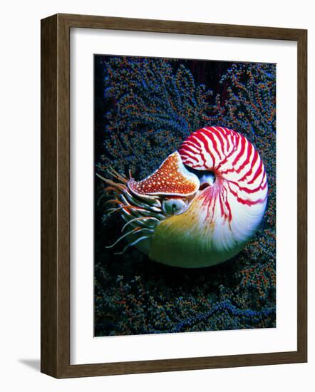 Nautilo (Nautilus Pompilius)-Andrea Ferrari-Framed Photographic Print