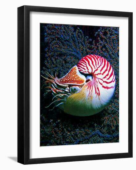 Nautilo (Nautilus Pompilius)-Andrea Ferrari-Framed Photographic Print