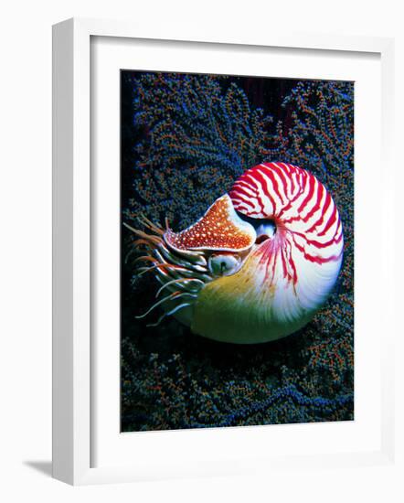 Nautilo (Nautilus Pompilius)-Andrea Ferrari-Framed Photographic Print