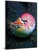 Nautilo (Nautilus Pompilius)-Andrea Ferrari-Mounted Photographic Print