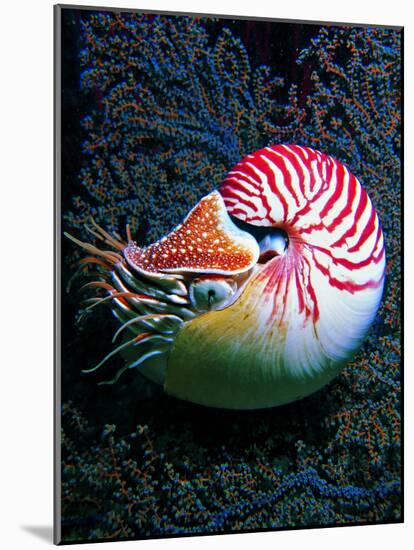 Nautilo (Nautilus Pompilius)-Andrea Ferrari-Mounted Photographic Print