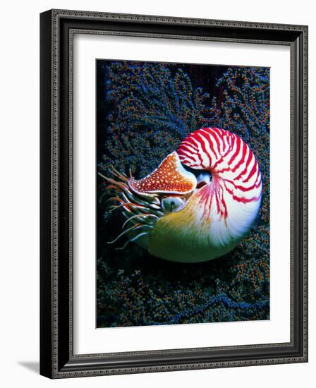 Nautilo (Nautilus Pompilius)-Andrea Ferrari-Framed Photographic Print